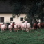Avantajele cumpărării animalelor și cărnii de la țăranii și producătorii locali