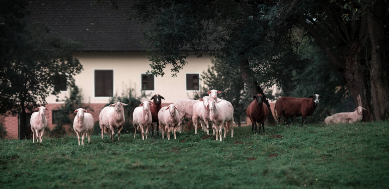 Avantajele cumpărării animalelor și cărnii de la țăranii și producătorii locali